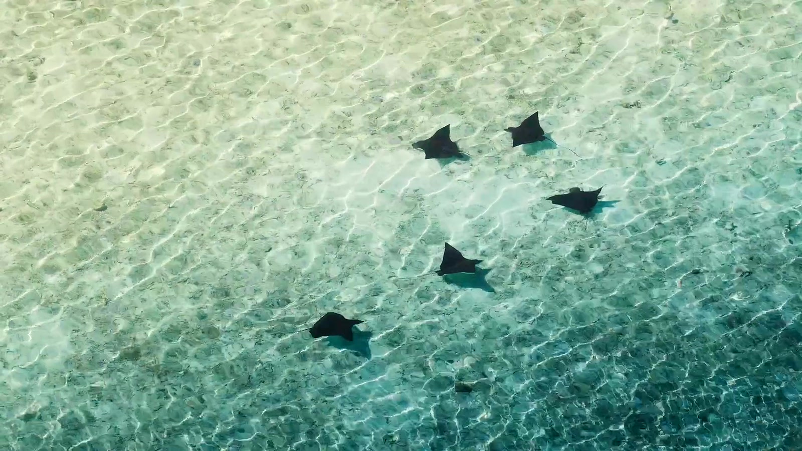 Eagle rays gliding through a Maldives lagoon