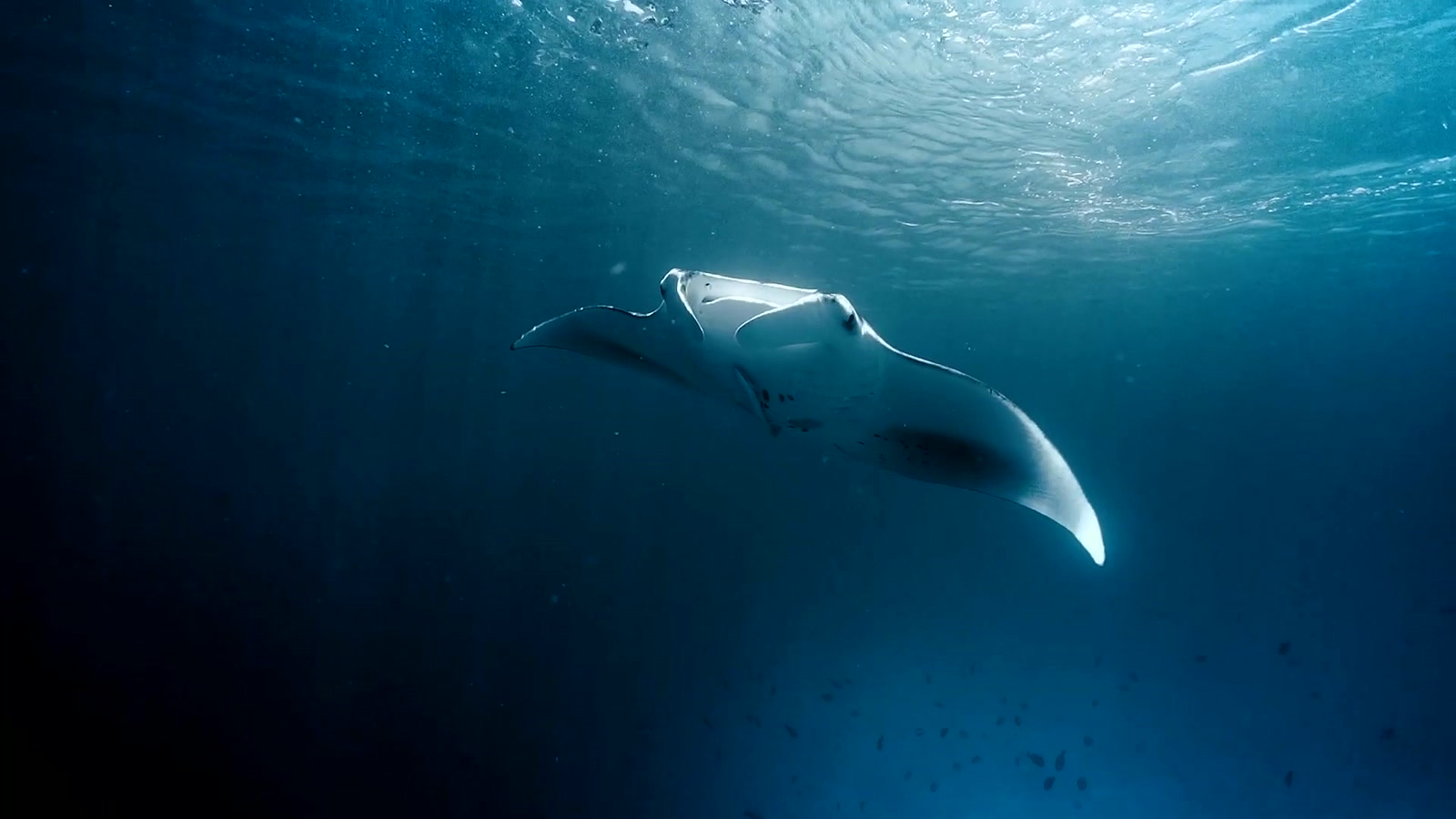 Manta ray silhouetted beneath the ocean surface