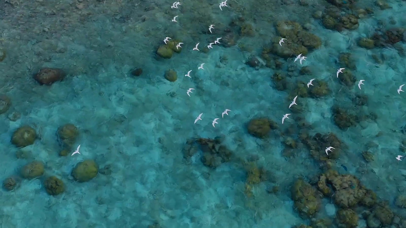Seabirds skimming over a shallow Maldivian reef