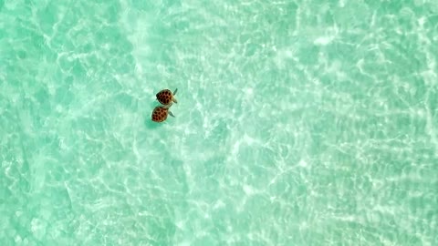 Sea turtle