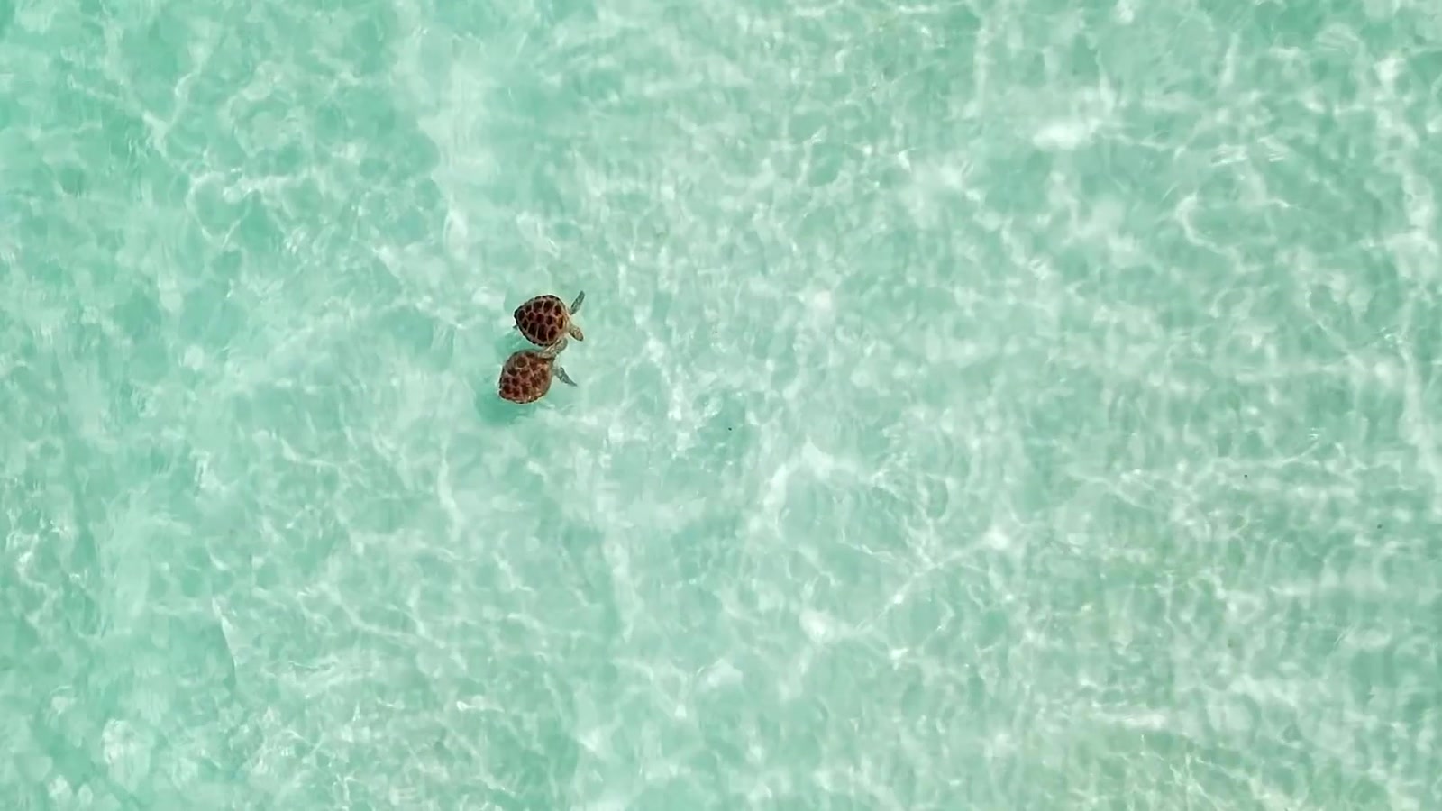 A pair of sea turtles in crystal-clear water